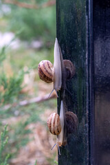 Two garden snails crawling down dark column, reflecting on smooth surface. Gastropods moving slowly on rainy day in nature. Burgundy snail.