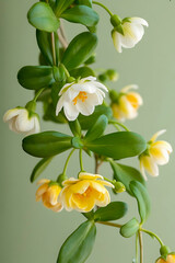 Obraz premium Delicate white and yellow flowers with green leaves on a muted green background plant bloom