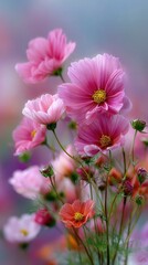 Delicate pink cosmos bouquet. Soft focus