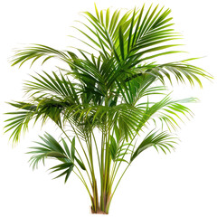 and keyword list for the image.. Palm Tree with Lush Fronds Stands Tall Against a Dark, Empty Backdrop