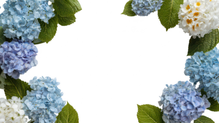 Colorful Hydrangea Floral Blossoms Natural Decoration Frame Border PNG on Transparent PNG