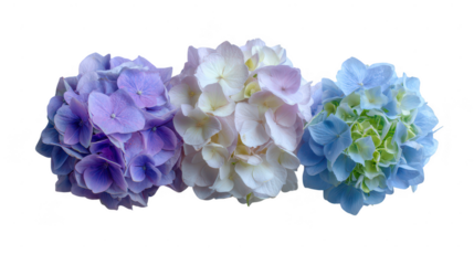 Colorful Hydrangea Floral Blossoms Natural Decoration Frame Border PNG on Transparent PNG