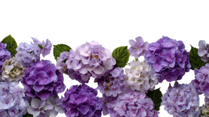 Colorful Hydrangea Floral Blossoms Natural Decoration Frame Border PNG on Transparent PNG