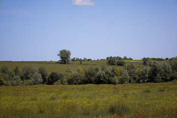 Obraz premium A flat rural landscape with green fields, solitary trees, and bushes under a clear blue sky with light clouds. This scene conveys a sense of space, peace, and summer warmth.