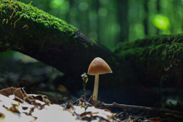 ​A small brown mushroom with a white stalk, growing solitarily on a wet forest floor of moss, fallen leaves, and branches. This macro shot conveys the atmosphere of the wild forest's quietness and mys