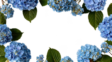 Colorful Hydrangea Floral Blossoms Natural Decoration Frame Border PNG on Transparent PNG