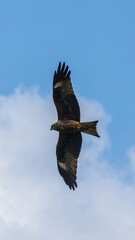 Obraz premium Bird in Flight, Clear Sky, Daytime