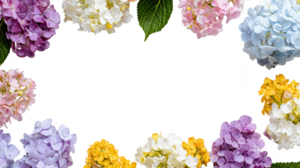 Colorful Hydrangea Floral Blossoms Natural Decoration Frame Border PNG on Transparent PNG