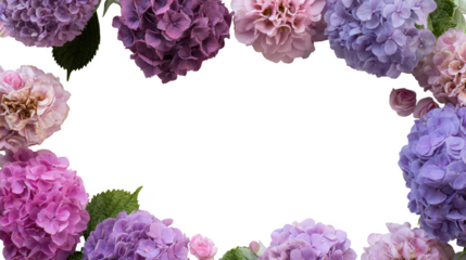 Colorful Hydrangea Floral Blossoms Natural Decoration Frame Border PNG on Transparent PNG