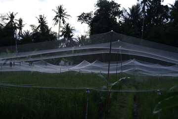 Fototapeta premium Thin White Net Stretched Over Balinese Rice Fields