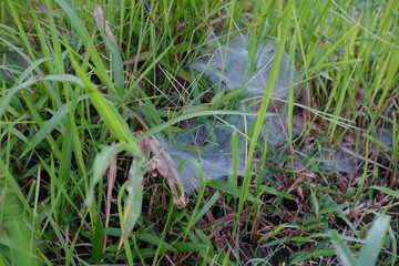 Dense White Spiderweb in Tall Grass