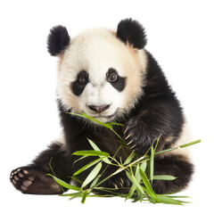 Fototapeta premium and keyword list based on the image.. Panda Eating Bamboo in Natural Habitat.