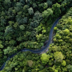 Winding road through lush green forest. High-angle view