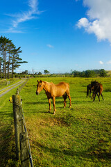 Big horse on a farm in New Zealand.