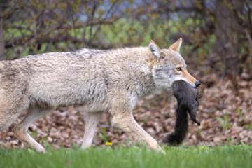 Side view of North American coyote Canis latrans as it walks with determination through a suburban neighborhood in southern Ontario Canada carrying its prey a black squirrel