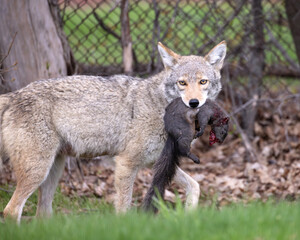 North American coyote Canis latrans glances at the camera as it carries its prey a black squirrel through a suburban backyard in southern Ontario Canada