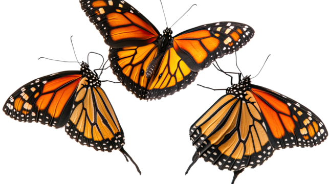 three lively monarch butterflies in flight on white background