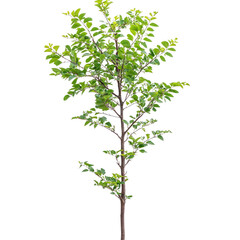 Obraz premium tree young branch with leaves on white background