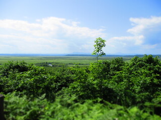 Naklejka premium Kushiro Shitsugen National Park, Hokkaido, Japan - Diorama Effect
