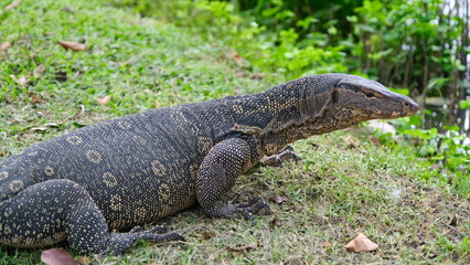 Varanus salvator, commonly known as the water monitor, the largest lizard in the world.