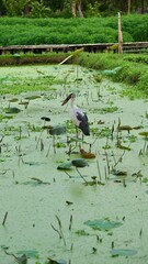 White stork in the pond with lotus leaf and water lily
