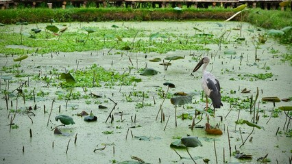 White stork in the pond with lotus leaf and water lily
