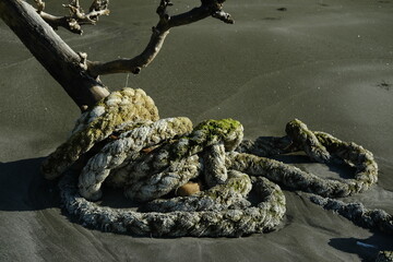 Fototapeta premium Thick Old Ship Rope Wrapped Around a Tree Trunk Buried in Beach Sand