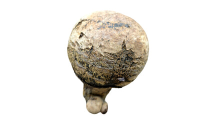 Deadly Poisoning Mushroom PNG – Toxic Fungal Element for Botanical, Medical, and Nature Hazard Designs