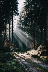 Fototapeta premium Sunlight streams through a forest path