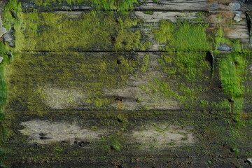 Old Ship Wooden Planks with Oakum and Moss as Stylish Background