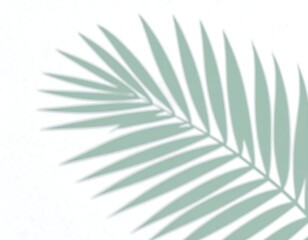 Soft, muted green palm frond shadow cast on white background