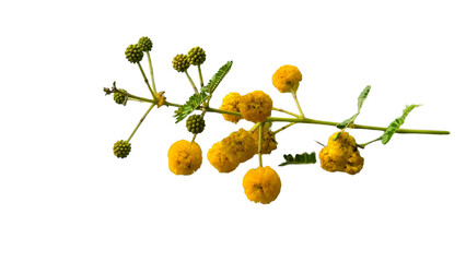 Thorn or Karoo Acacia (Vachellia karroo) Flowering Branch PNG – Botanical Element for Nature, Ecology, and Floral Designs