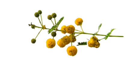 Thorn or Karoo Acacia (Vachellia karroo) Flowering Branch PNG – Botanical Element for Nature, Ecology, and Floral Designs