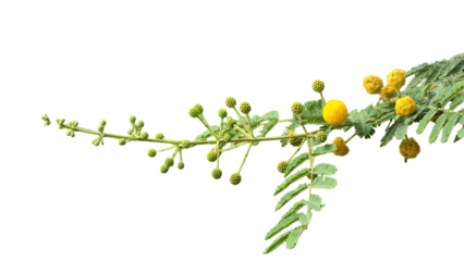 Thorn or Karoo Acacia (Vachellia karroo) Flowering Branch PNG – Botanical Element for Nature, Ecology, and Floral Designs