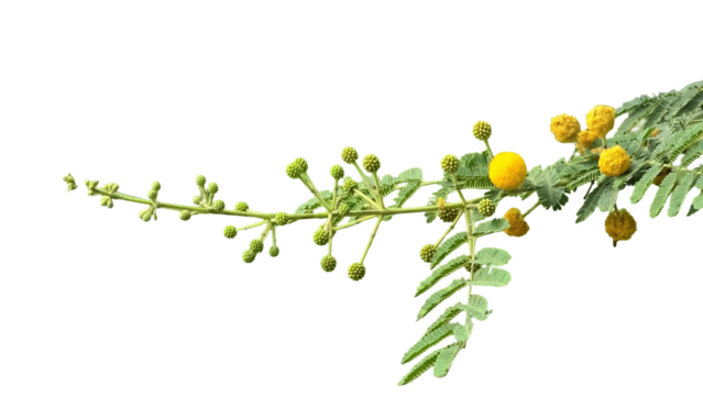 Thorn or Karoo Acacia (Vachellia karroo) Flowering Branch PNG – Botanical Element for Nature, Ecology, and Floral Designs