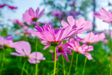 Beautiful pink cosmos flowers blooming in garden,spring season.