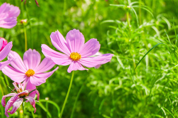 Beautiful pink cosmos flowers blooming in garden,spring season.