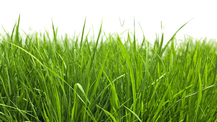 Rice Green Field PNG – Lush Agricultural Element for Farming, Nature, and Landscape Designs