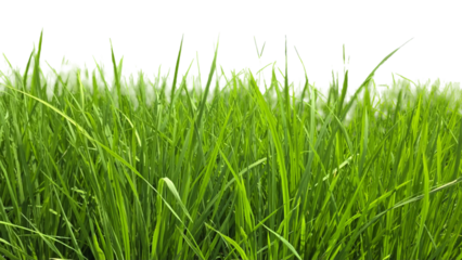 Rice Green Field PNG – Lush Agricultural Element for Farming, Nature, and Landscape Designs