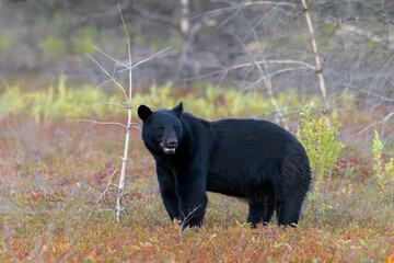 Male American black bear boar Ursus americanus standing in a field of blueberries in Mew Lake airfield in Algonquin Provincial Park Ontario Canada