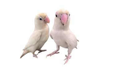 Rosy-Faced Lovebird (Agapornis roseicollis) PNG – Colorful Parrot Element for Wildlife, Pet, and Ornithology Designs