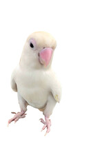 Rosy-Faced Lovebird (Agapornis roseicollis) PNG – Colorful Parrot Element for Wildlife, Pet, and Ornithology Designs
