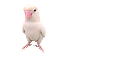 Rosy-Faced Lovebird (Agapornis roseicollis) PNG – Colorful Parrot Element for Wildlife, Pet, and Ornithology Designs