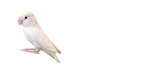 Rosy-Faced Lovebird (Agapornis roseicollis) PNG – Colorful Parrot Element for Wildlife, Pet, and...