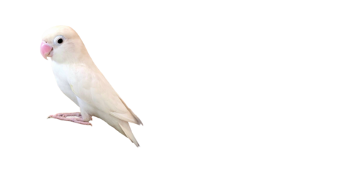 Rosy-Faced Lovebird (Agapornis roseicollis) PNG – Colorful Parrot Element for Wildlife, Pet, and Ornithology Designs