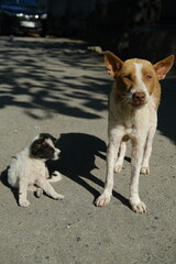 Very Thin Mother Dog with Long Teats and Nursing Puppy