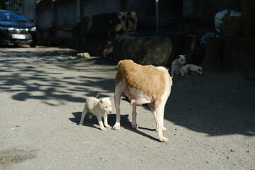 Obraz premium Very Thin Mother Dog with Long Teats and Nursing Puppy