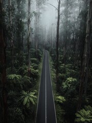 road in the woods