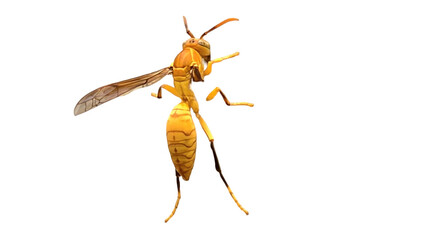 Yellow Paper Wasp (Polistes versicolor) PNG – Detailed Insect Element for Educational, Nature, and Wildlife Designs