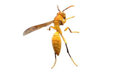 Yellow Paper Wasp (Polistes versicolor) PNG – Detailed Insect Element for Educational, Nature, and Wildlife Designs